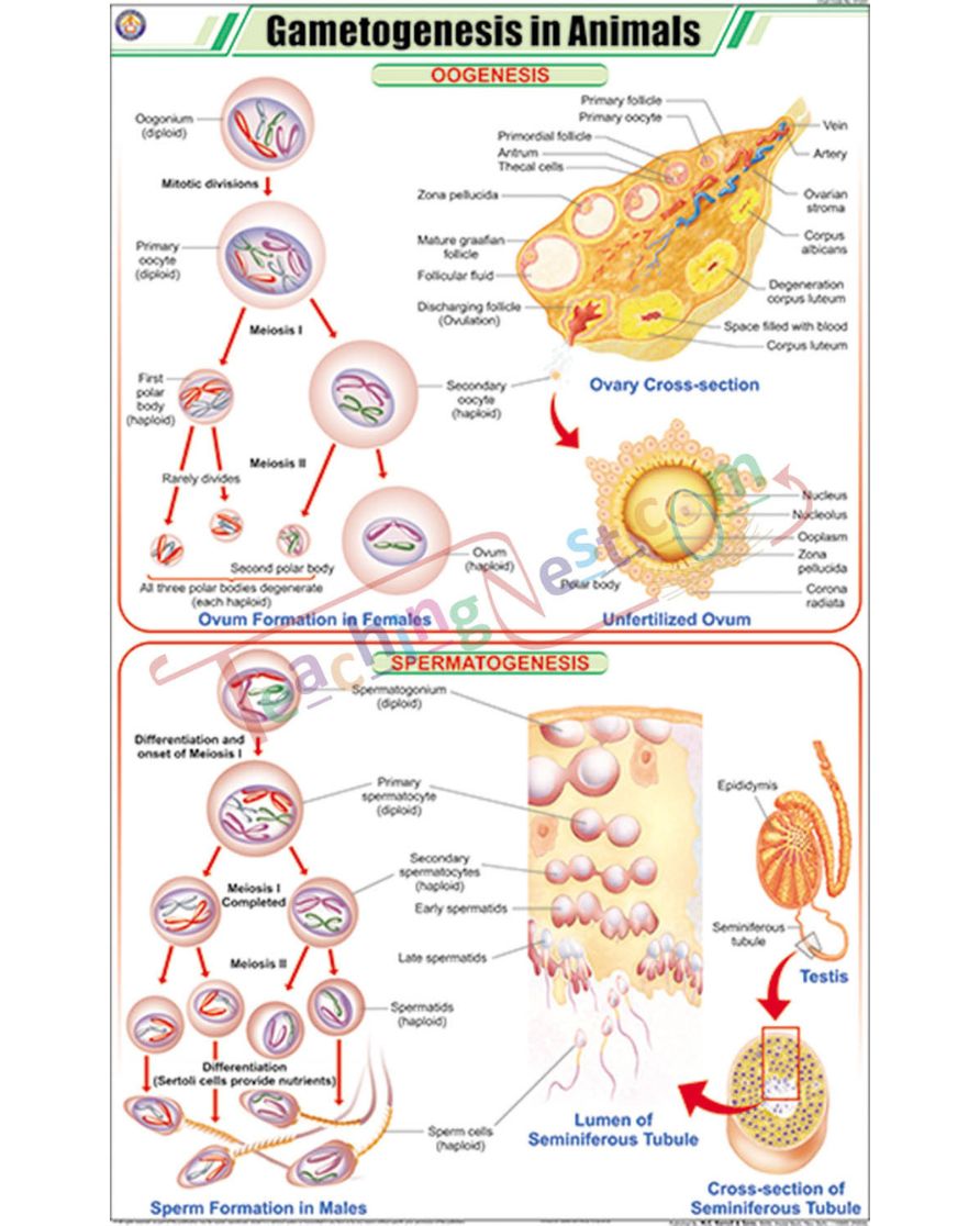 Gametogenesis in Animals Chart - Laminated, With Rollers