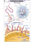 Fertilization in Animals Chart - Laminated, With Rollers