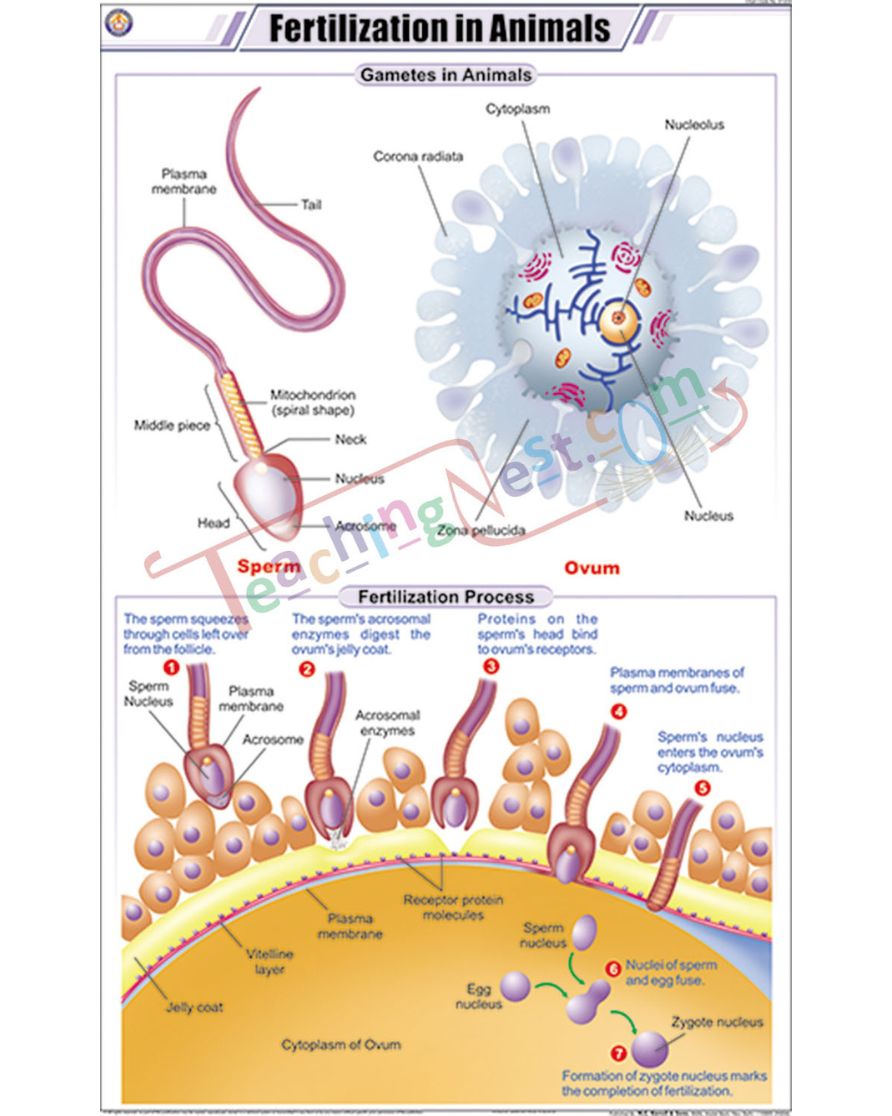 Fertilization in Animals Chart - Laminated, With Rollers