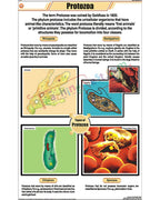 Protozoa Chart - Laminated, With Rollers