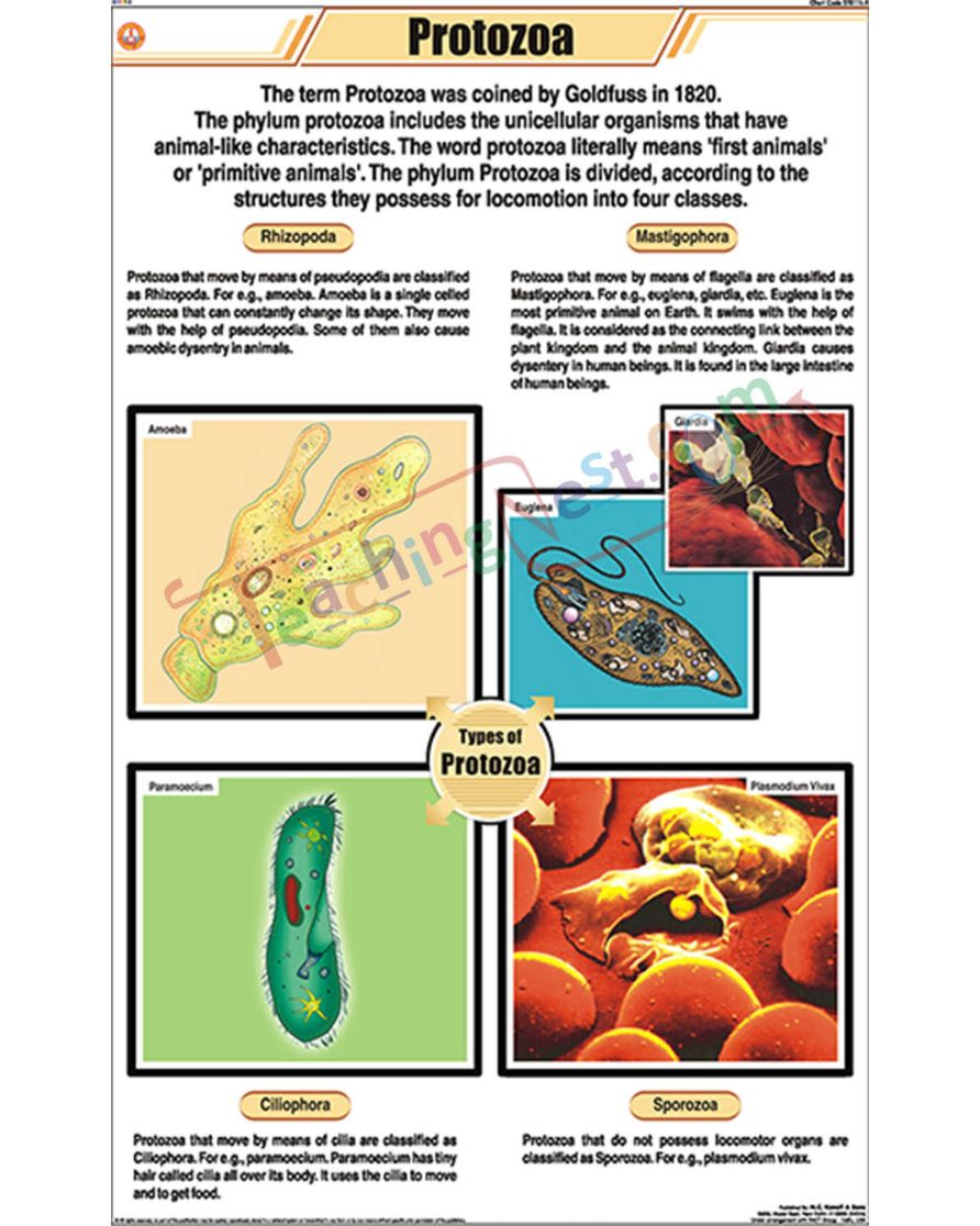 Protozoa Chart - Laminated, With Rollers