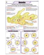 Amoeba Chart - Laminated, With Rollers