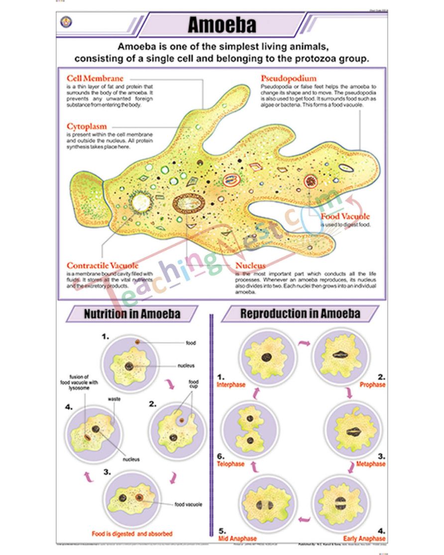 Amoeba Chart - Laminated, With Rollers
