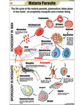 Malaria Parasite Chart - Laminated, With Rollers