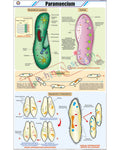 Paramoecium Chart - Laminated, With Rollers