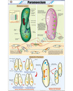 Paramoecium Chart - Laminated, With Rollers
