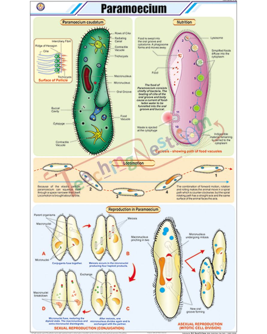 Paramoecium Chart - Laminated, With Rollers