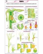 Hydra Chart - Laminated, With Rollers