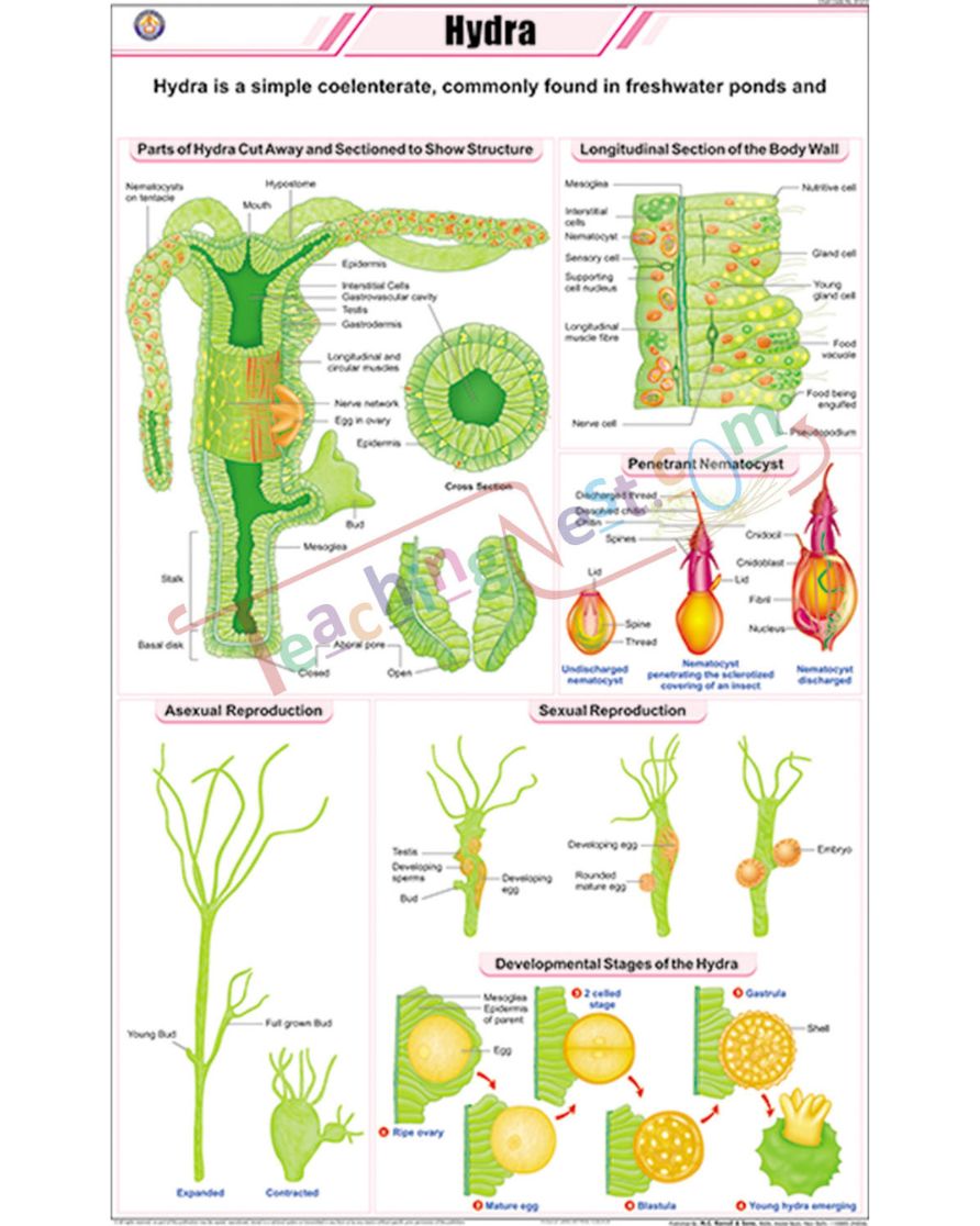 Hydra Chart - Laminated, With Rollers