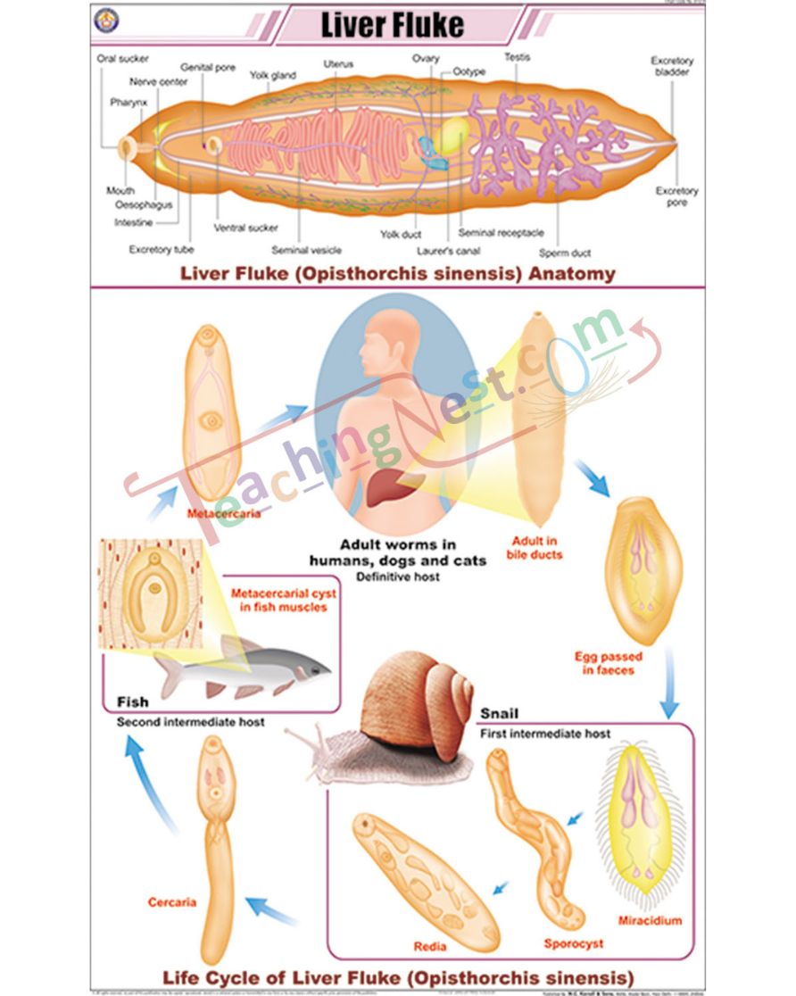 Liver Fluke Chart - Laminated, With Rollers