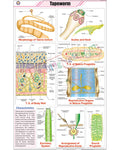 Tapeworm Chart - Laminated, With Rollers