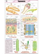 Tapeworm Chart - Laminated, With Rollers