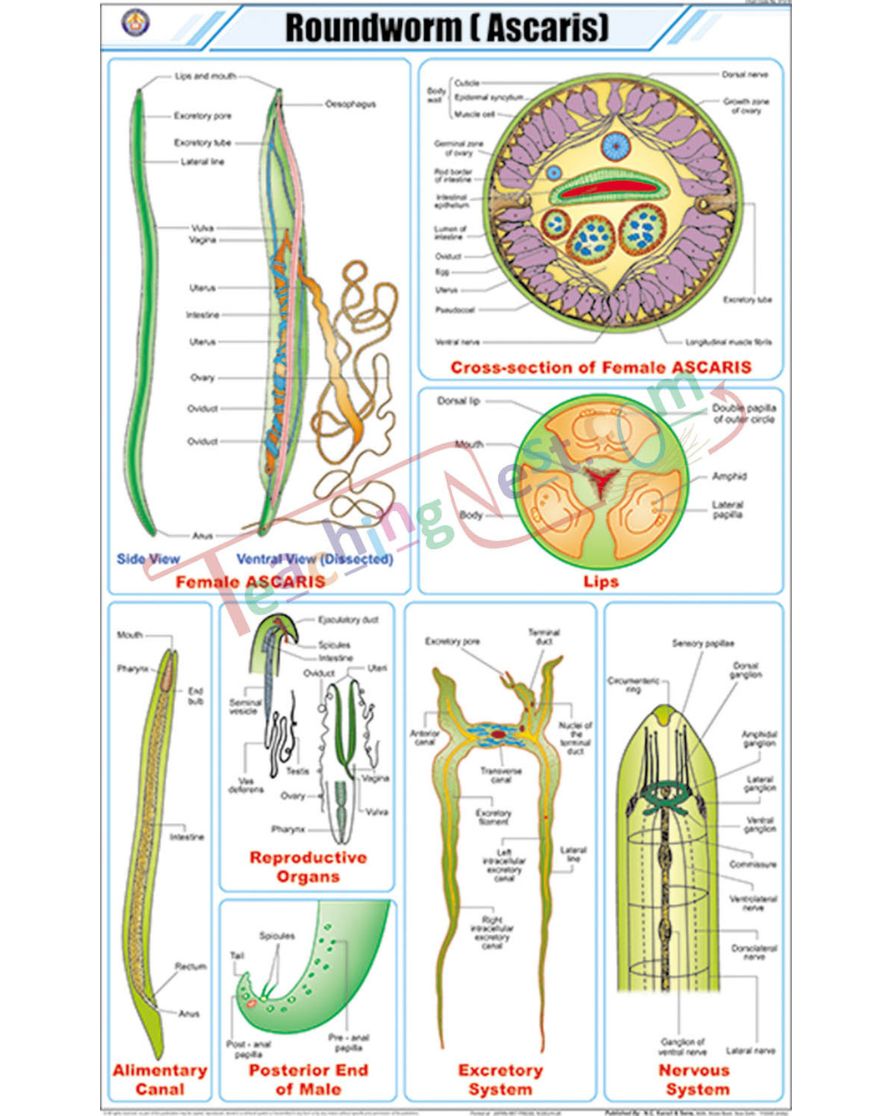 Roundworm (Ascaris) Chart - Laminated, With Rollers