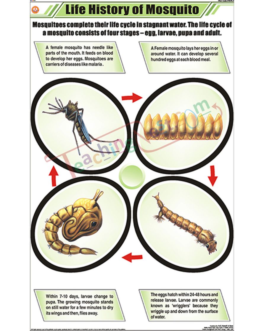 Life History of Mosquito Chart - Laminated, With Rollers