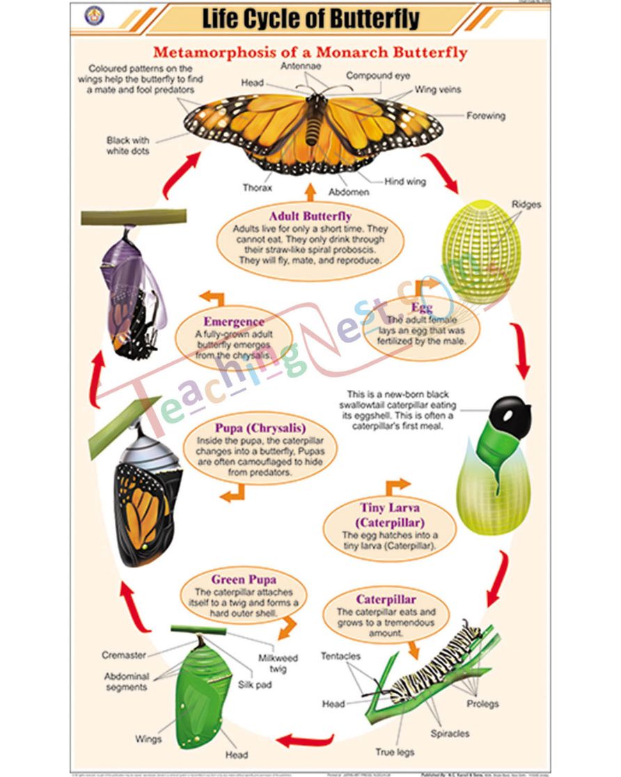 Life Cycle of Butterfly Chart - Laminated, With Rollers