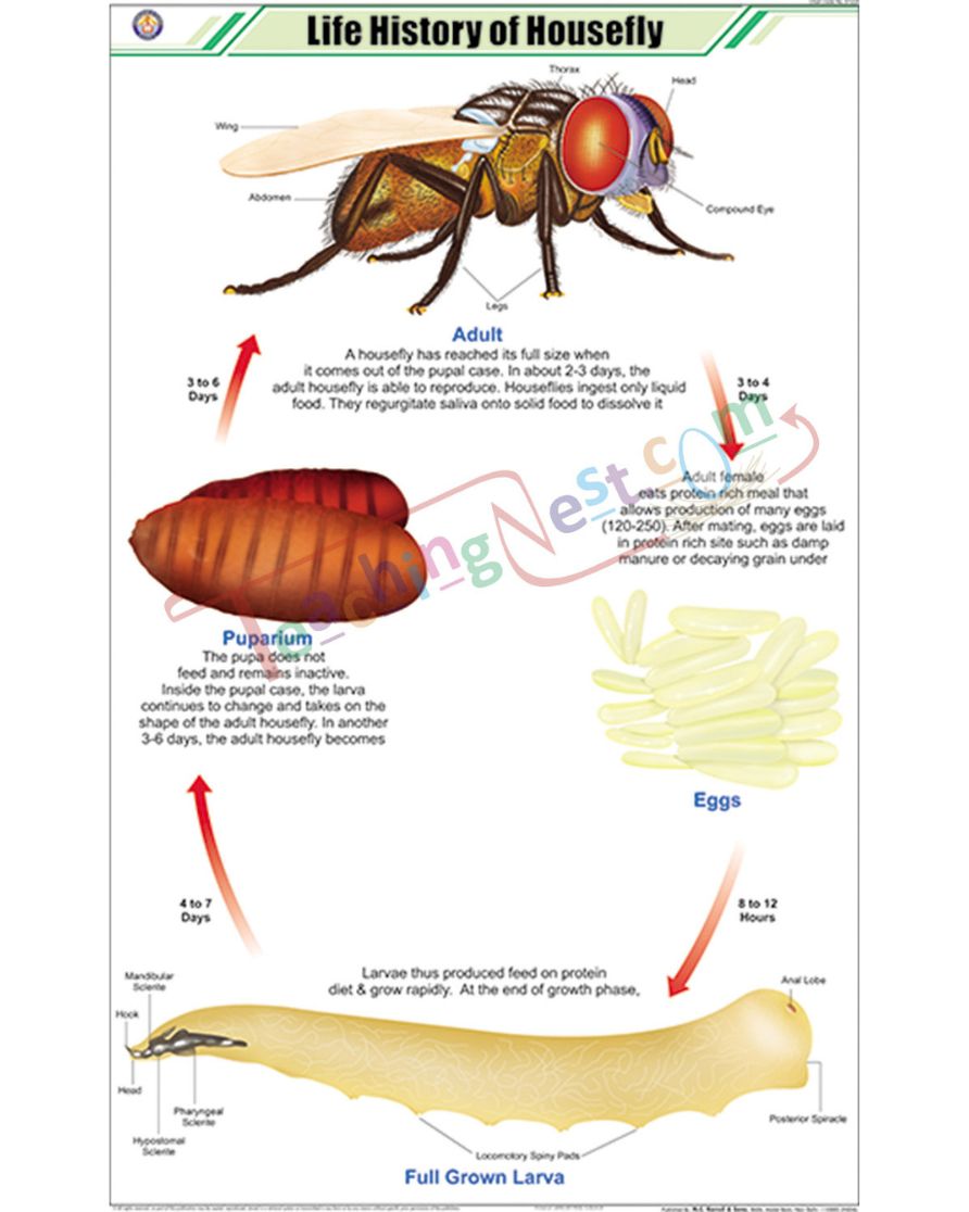 Life History of Housefly Chart - Laminated, With Rollers