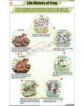 Life History of frog Chart - Laminated, With Rollers