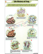 Life History of frog Chart - Laminated, With Rollers