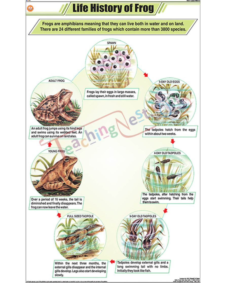 Life History of frog Chart - Laminated, With Rollers