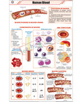 Human Blood Chart - Laminated, With Rollers