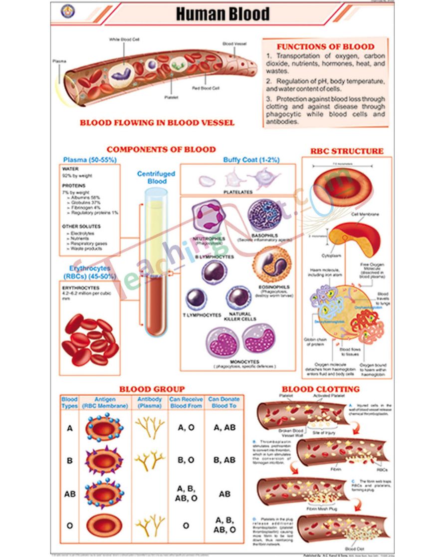 Human Blood Chart - Laminated, With Rollers