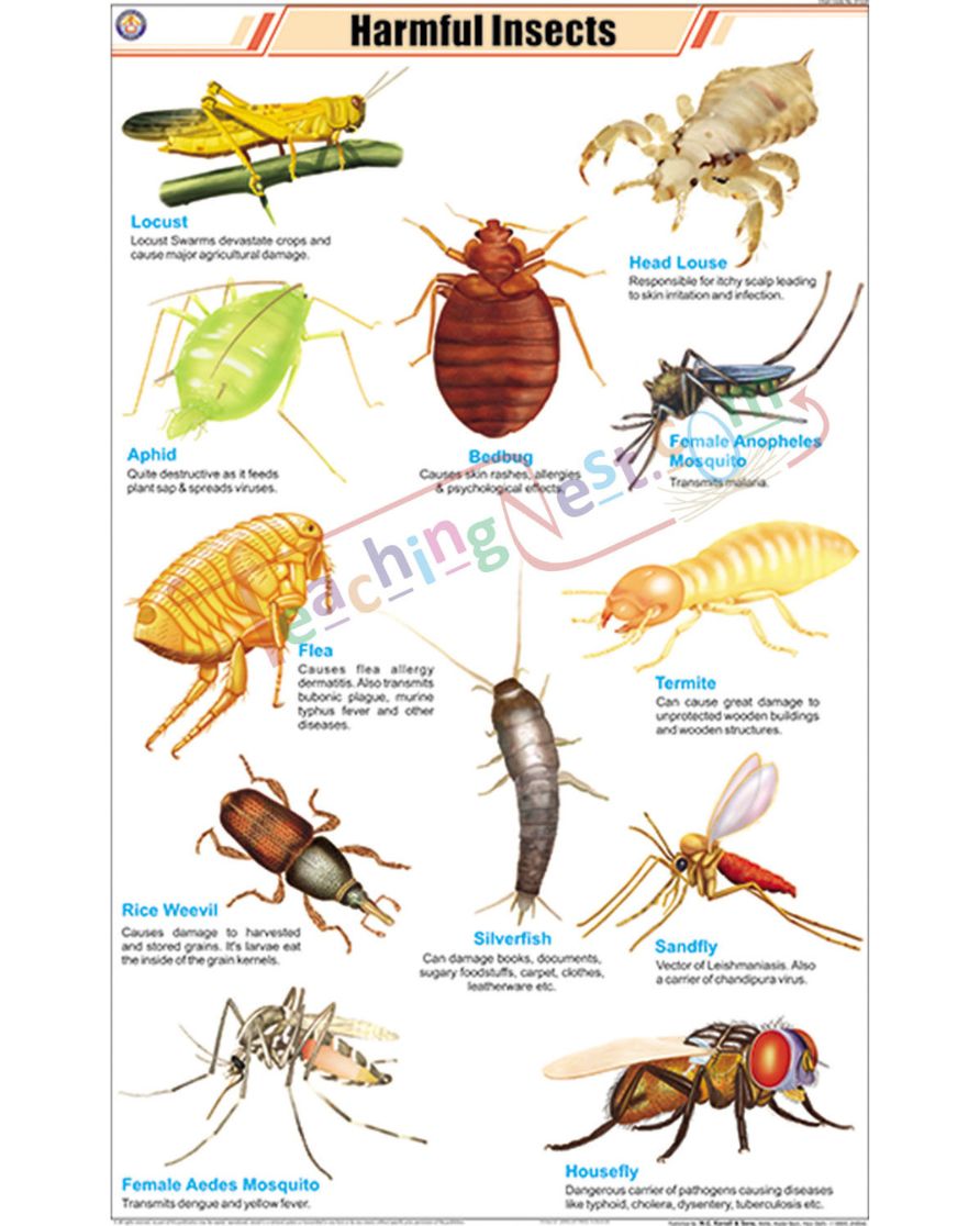 Harmful Insects Chart - Laminated, With Rollers
