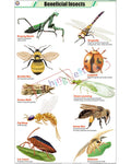 Beneficial Insects Chart - Laminated, With Rollers