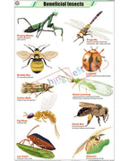 Beneficial Insects Chart - Laminated, With Rollers