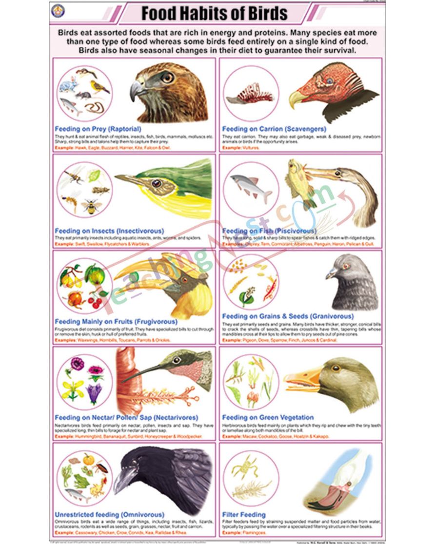 Food Habits of Birds Chart - Laminated, With Rollers