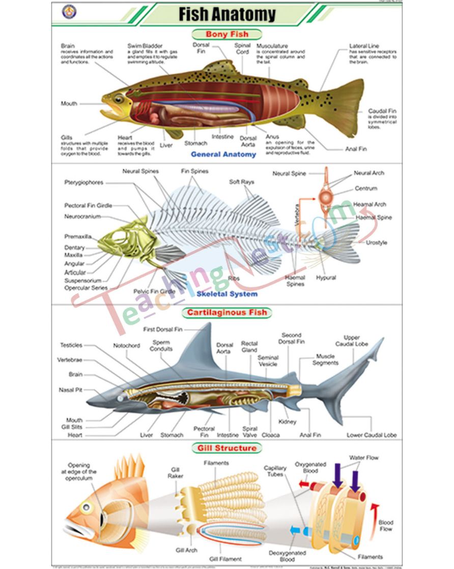 Fish Anatomy Chart - Laminated, With Rollers