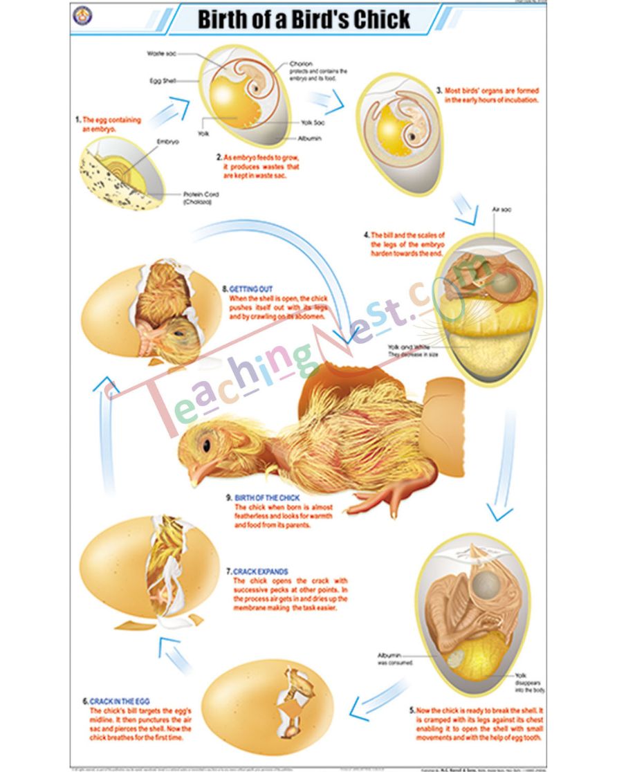Birth of a Bird's Chick Chart - Laminated, With Rollers