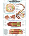 Earthworm I Chart - Laminated, With Rollers