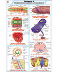 Earthworm II Chart - Laminated, With Rollers