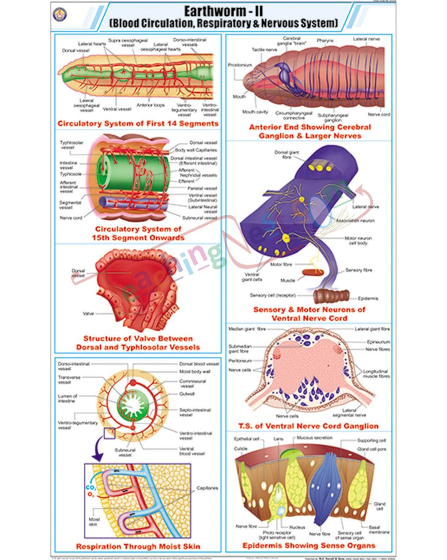 Earthworm II Chart - Laminated, With Rollers