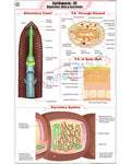Earthworm III Chart - Laminated, With Rollers