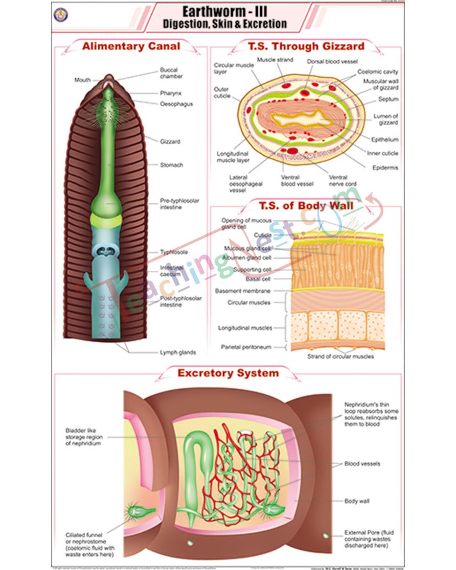 Earthworm III Chart - Laminated, With Rollers