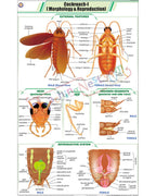 Cockroach I Chart - Laminated, With Rollers