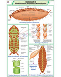 Cockroach II Chart - Laminated, With Rollers