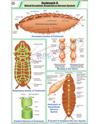 Cockroach II Chart - Laminated, With Rollers