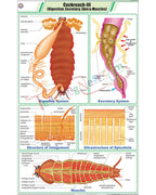 Cockroach III Chart - Laminated, With Rollers