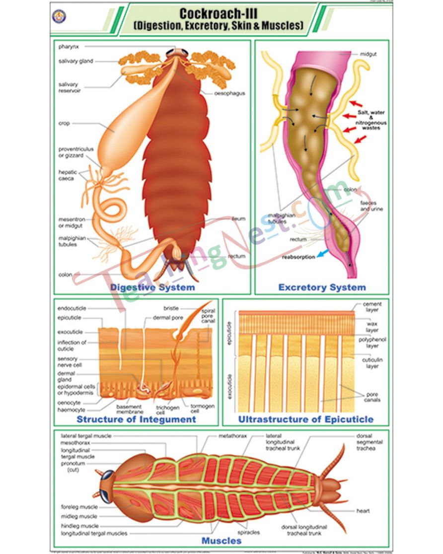 Cockroach III Chart - Laminated, With Rollers