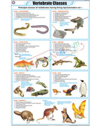 Vertebrate Classes Chart - Laminated, With Rollers