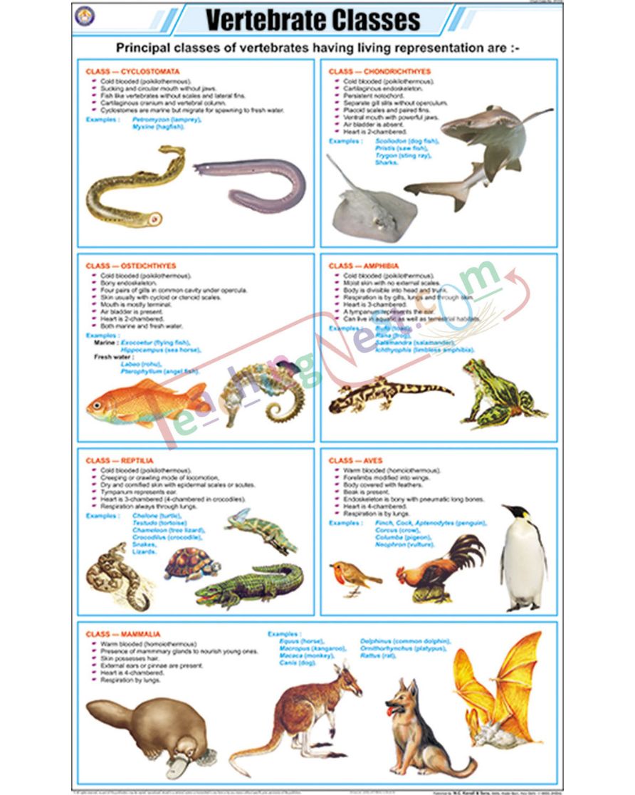 Vertebrate Classes Chart - Laminated, With Rollers