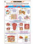 Sense Organs Chart - Laminated, With Rollers