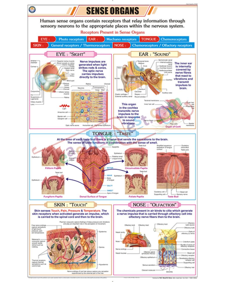 Sense Organs Chart - Laminated, With Rollers