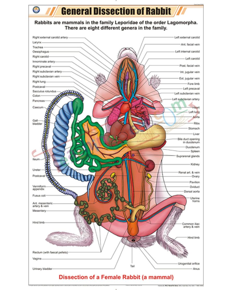 General Dissection of Rabbit Chart - Laminated, With Rollers