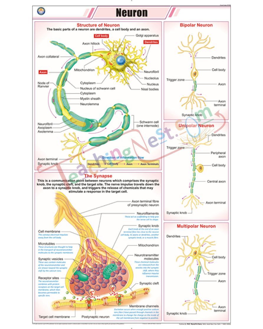 Neuron Chart - Laminated, With Rollers