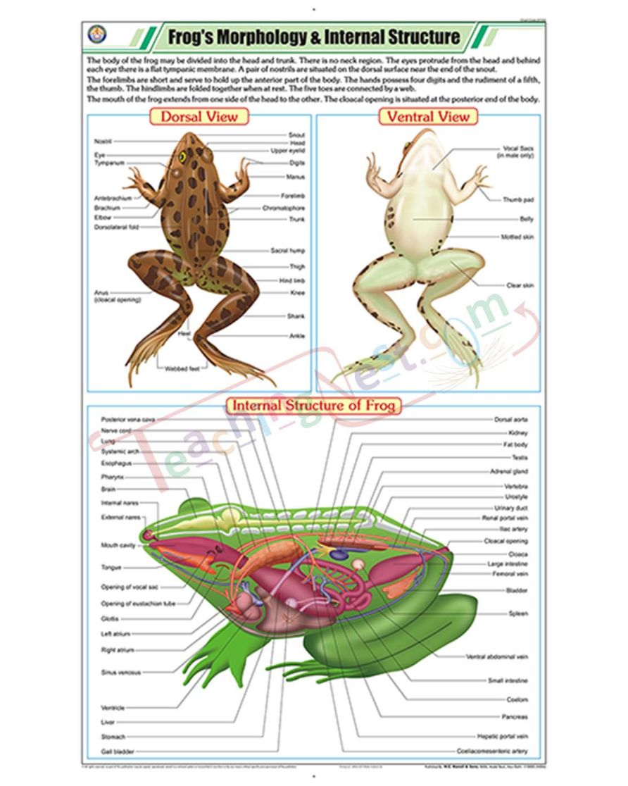 Frog's Morphology &amp; Internal Structure Chart - Laminated, With Rollers