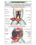 Frog's Urogenital System Chart - Laminated, With Rollers