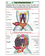 Frog's Urogenital System Chart - Laminated, With Rollers